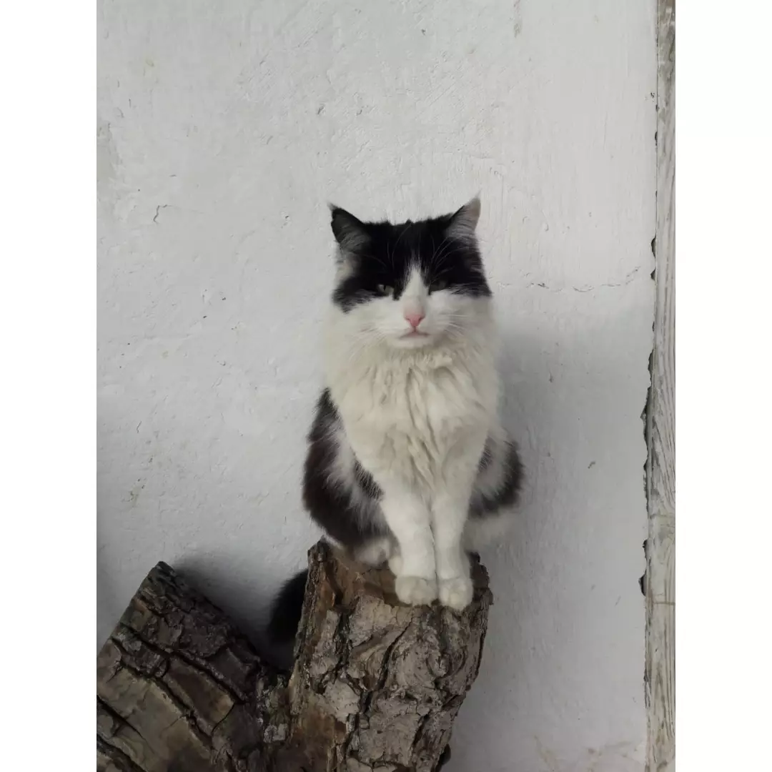 Patili Canlar Elazığ